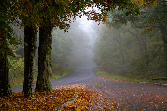 Picture of a foggy shenandoah mountain road in the fall